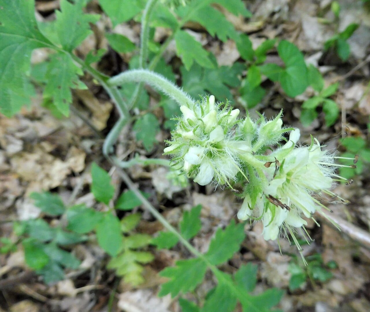 Largeleaf waterleaf (Hydrophyllum macrophyllum)