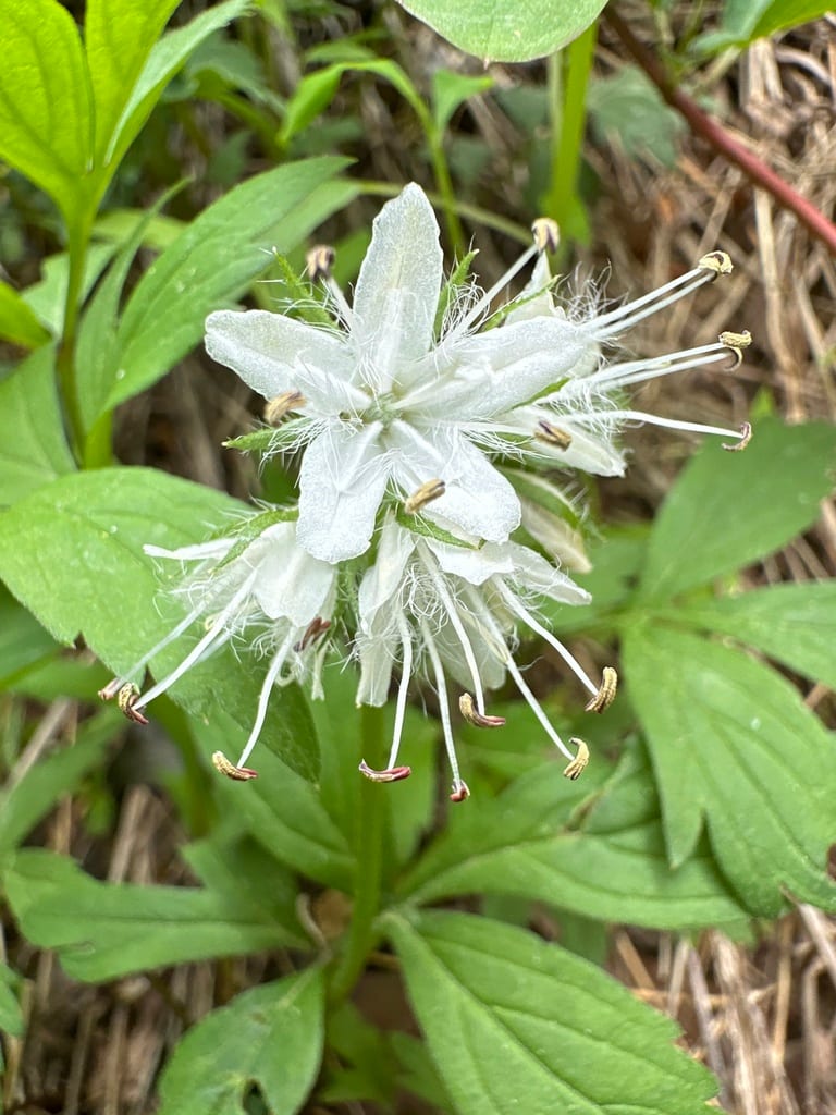 Eastern waterleaf (Hydrophyllum virginianum var. virginianum)