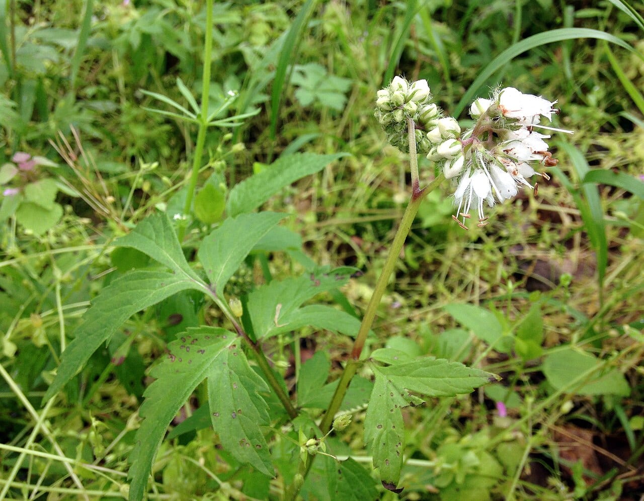 Virginia waterleaf (Hydrophyllum virginianum)