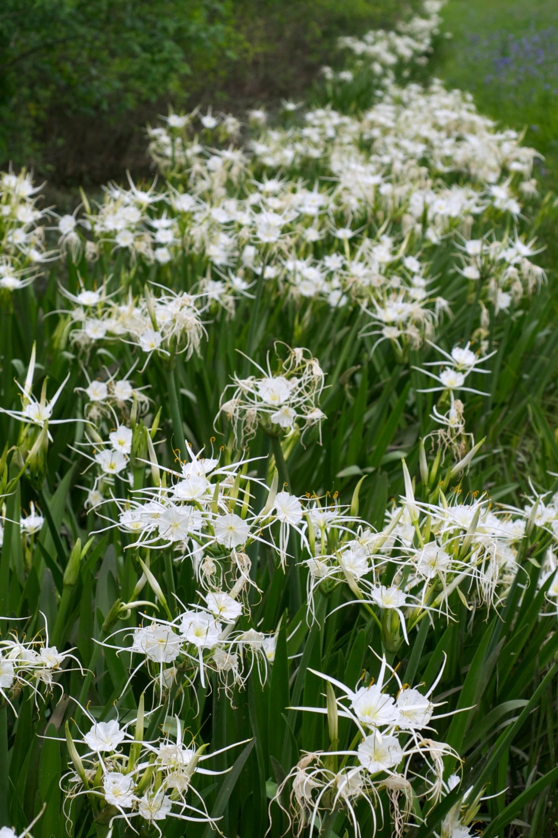 Texas spiderlily (Hymenocallis liriosme)