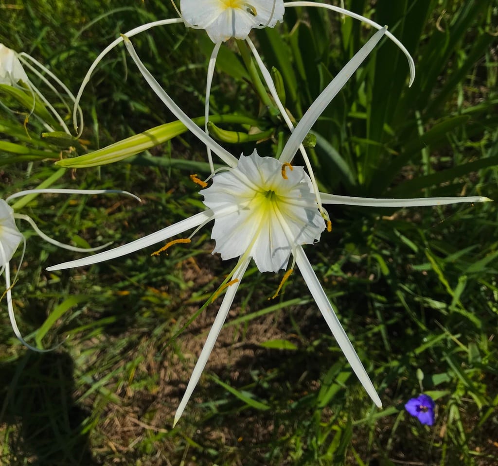 Northern spiderlily (Hymenocallis occidentalis var. occidentalis)