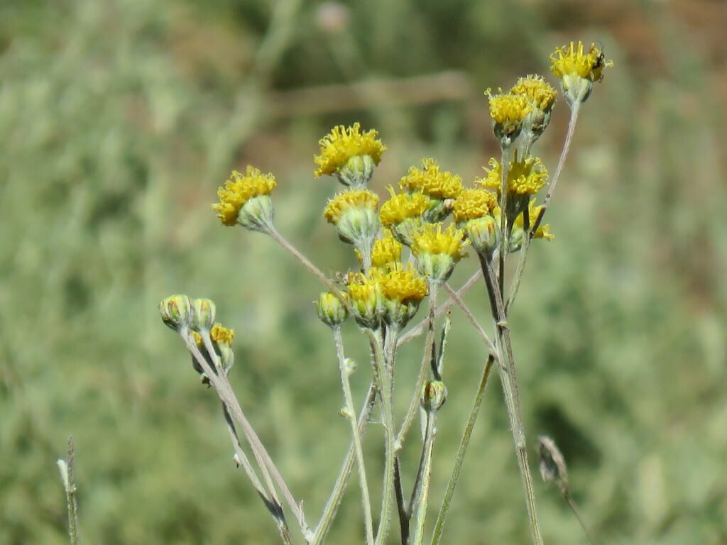 Manyhead hymenopappus (Hymenopappus filifolius var. polycephalus)