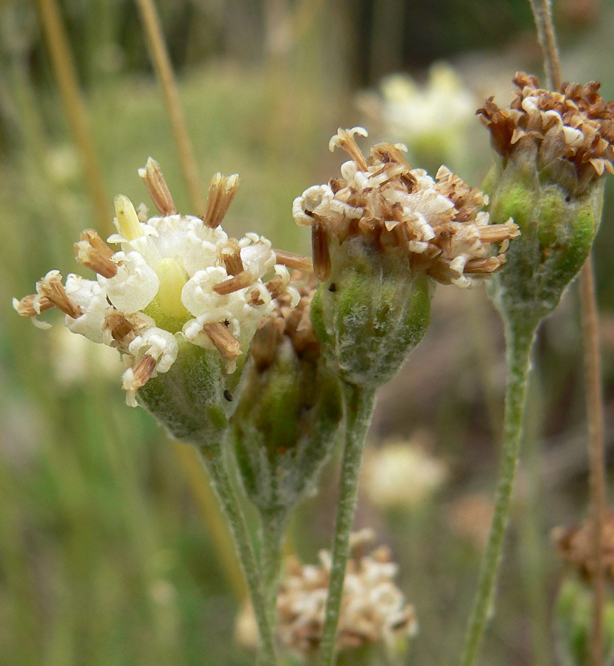 Fineleaf hymenopappus (Hymenopappus filifolius)