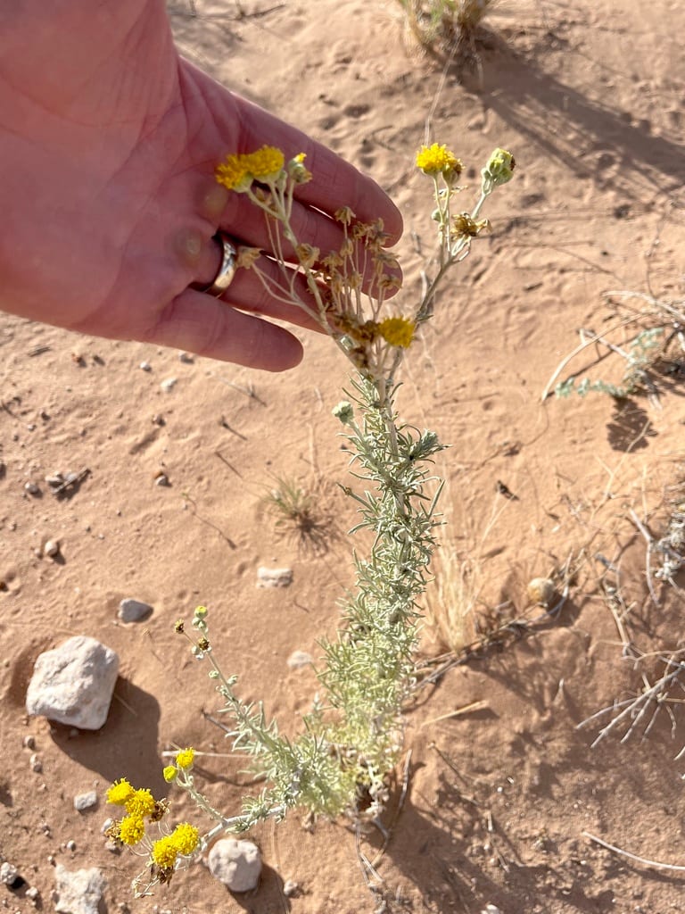Collegeflower (Hymenopappus flavescens var. flavescens)