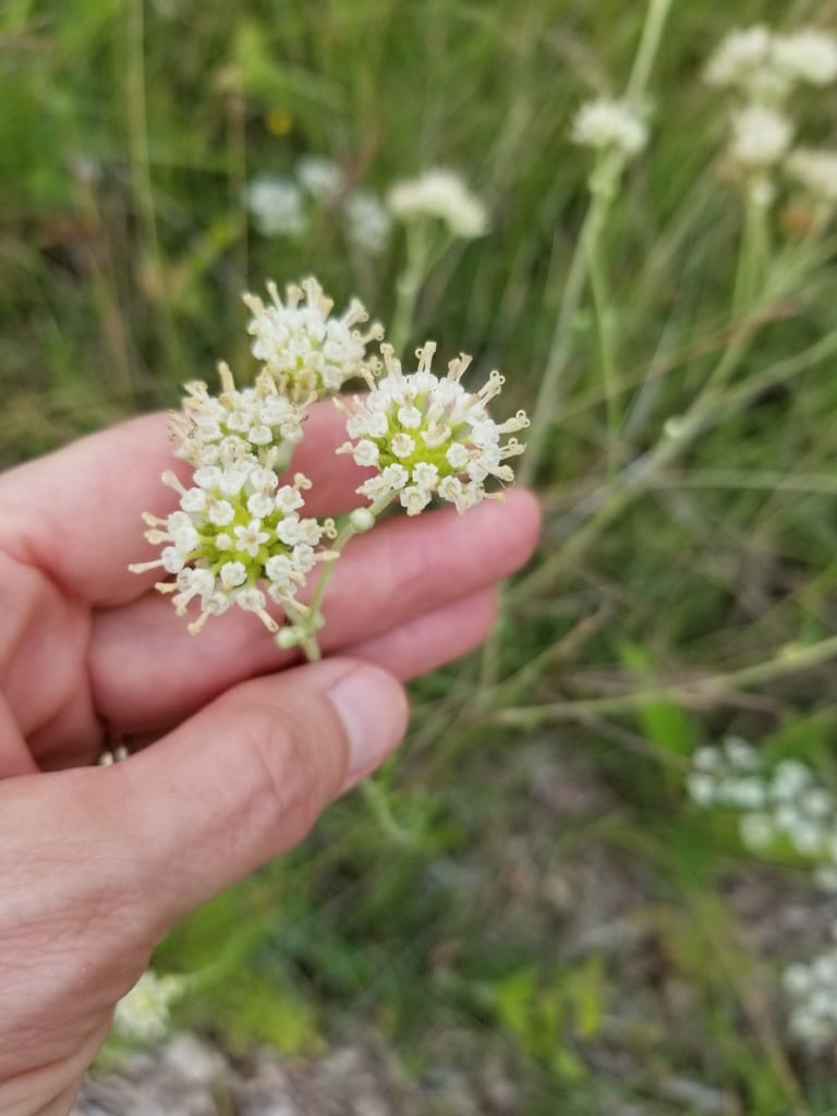 Carolina woollywhite (Hymenopappus scabiosaeus var. corymbosus)