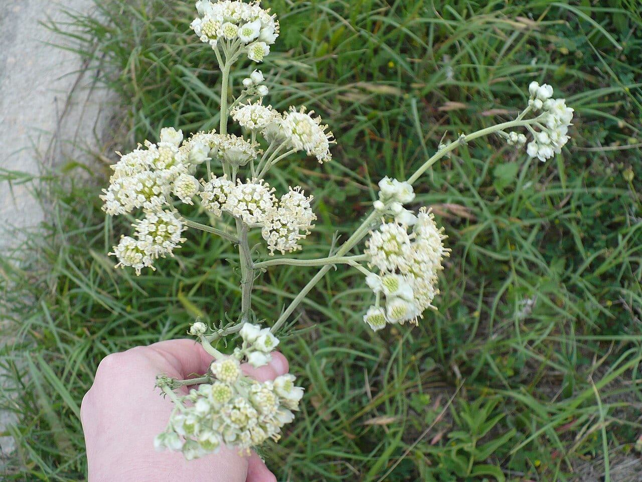 Carolina woollywhite (Hymenopappus scabiosaeus)