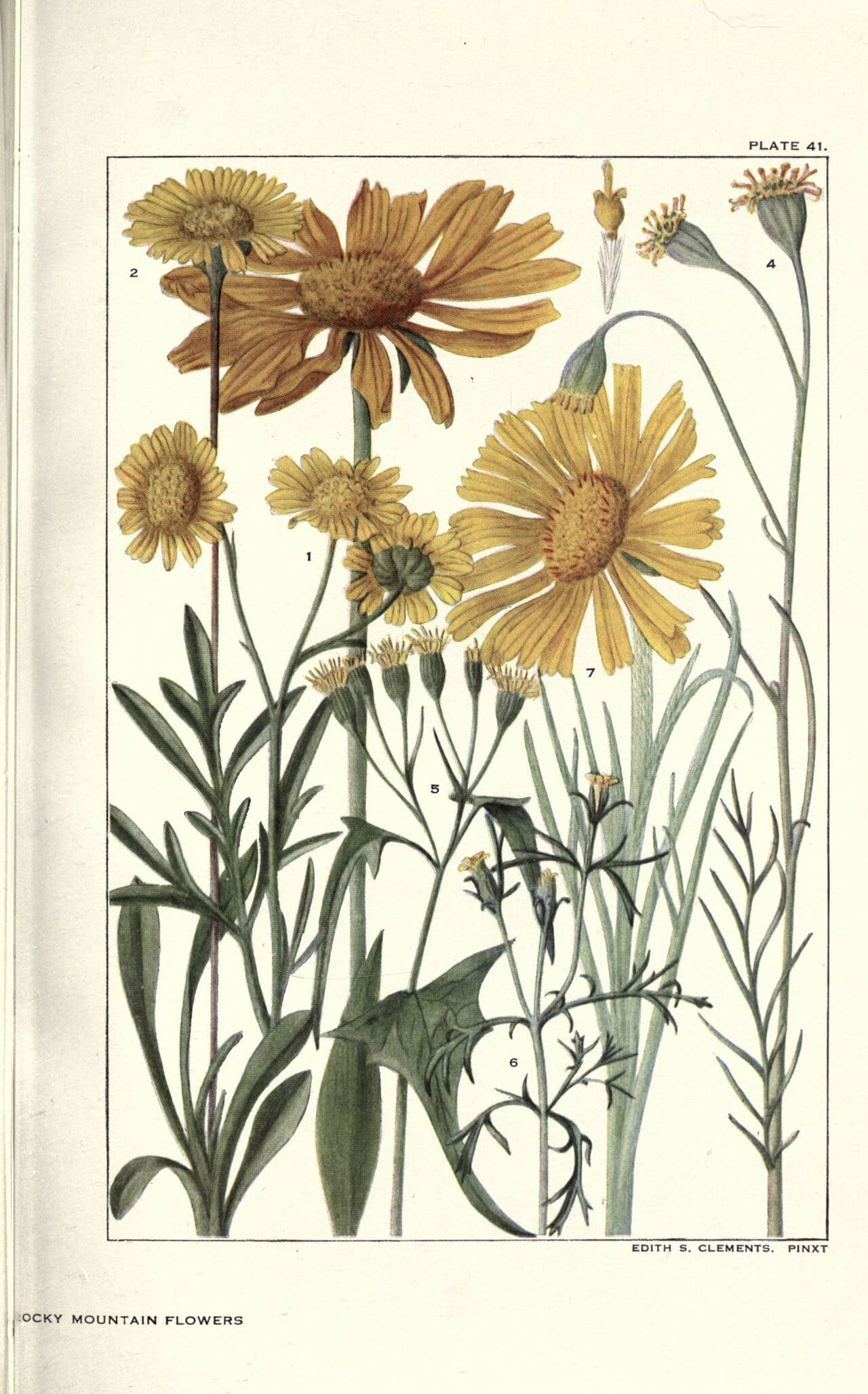 Chalk hill hymenopappus (Hymenopappus tenuifolius)