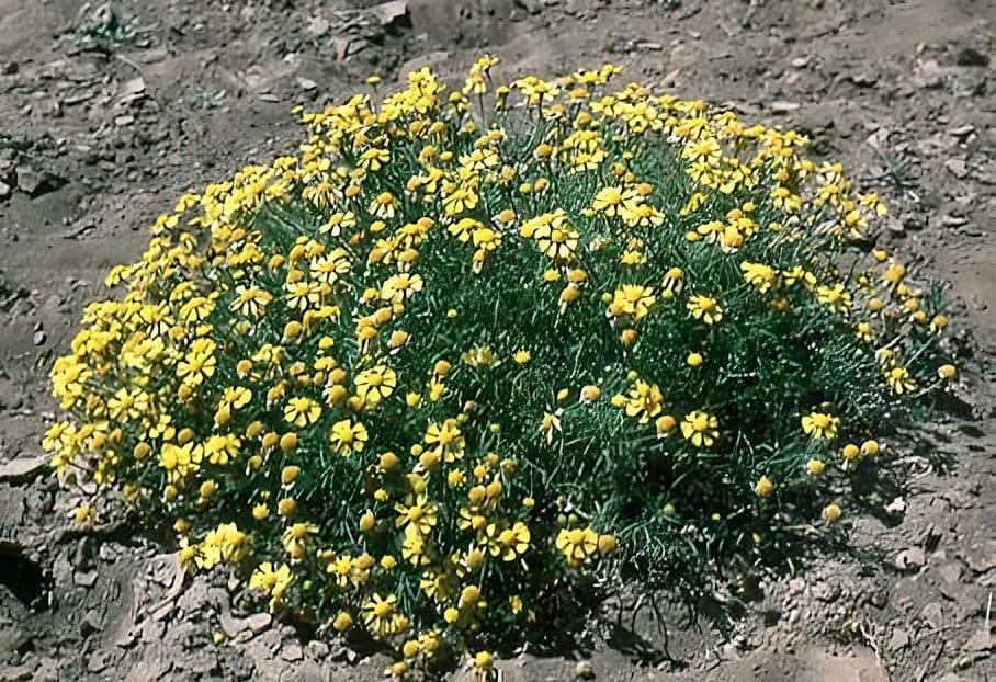 Bitter rubberweed (Hymenoxys odorata)