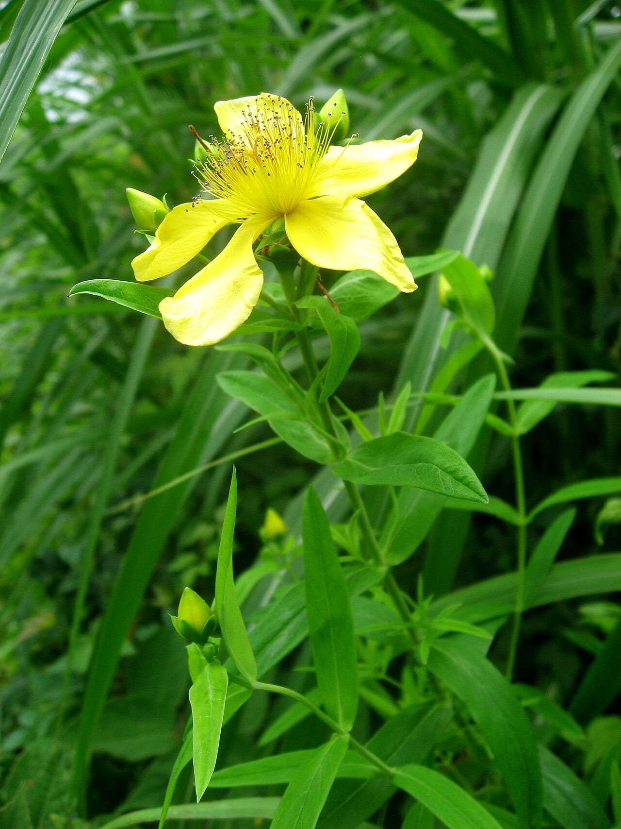 Great st. john's-wort (Hypericum ascyron)