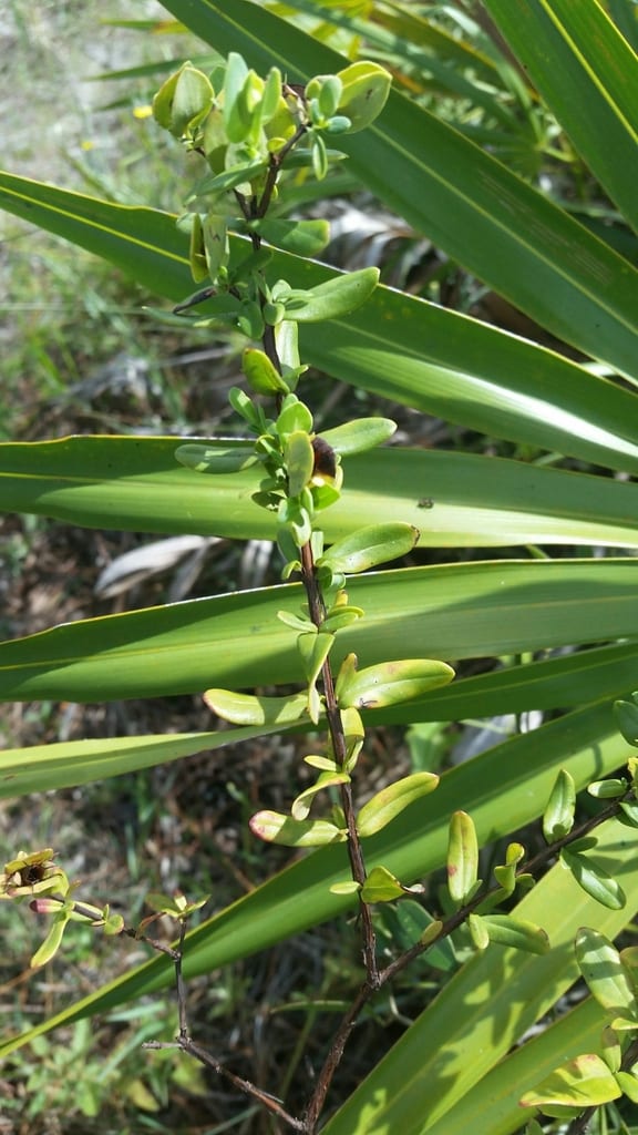 St. peter's-wort (Hypericum crux)