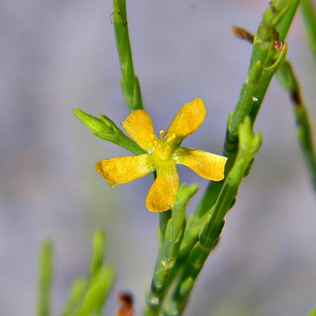 Orangegrass (Hypericum gentianoides)