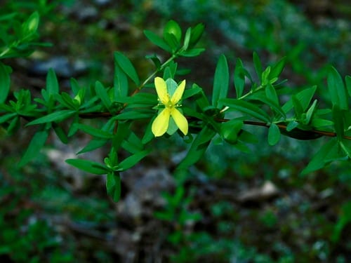 St. andrew's-cross (Hypericum hypericoides ssp. hypericoides)
