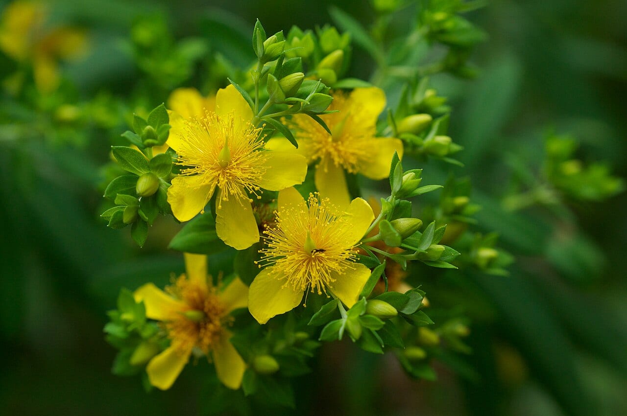 Five-lobe st. john's-wort (Hypericum lobocarpum)