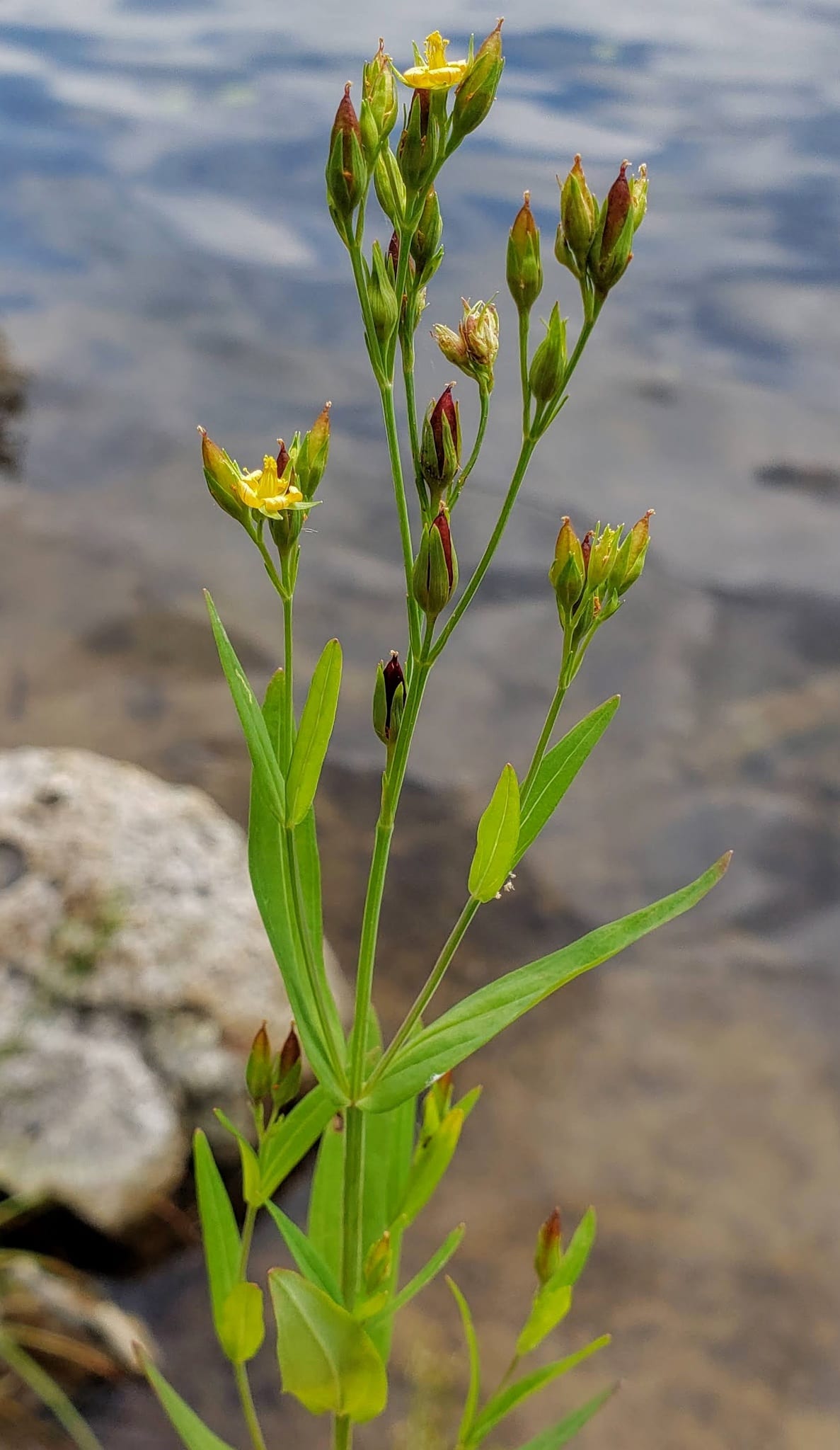 Large st. john's-wort (Hypericum majus)