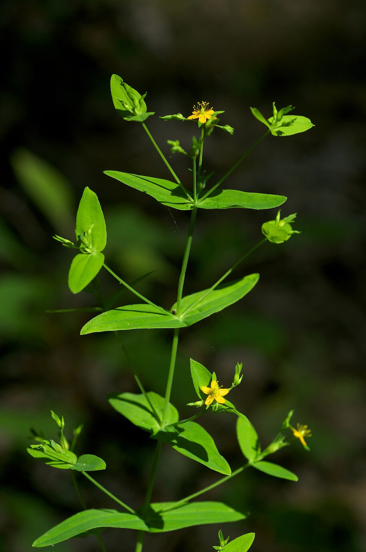 Dwarf st. john's-wort (Hypericum mutilum)