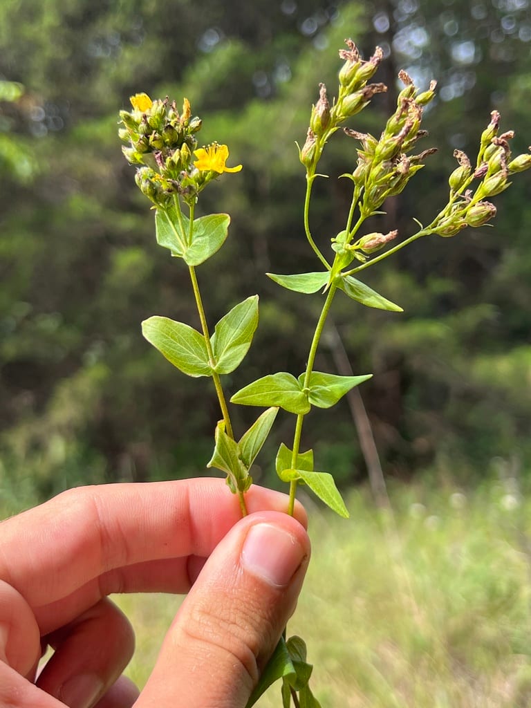 False spotted st. johnswort (Hypericum pseudomaculatum)
