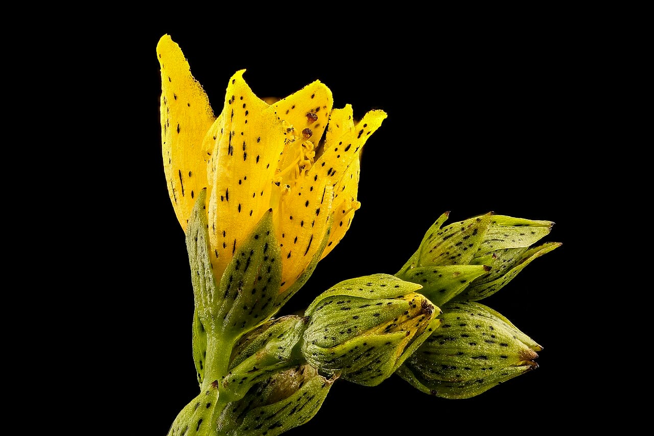 Spotted st. john's-wort (Hypericum punctatum)