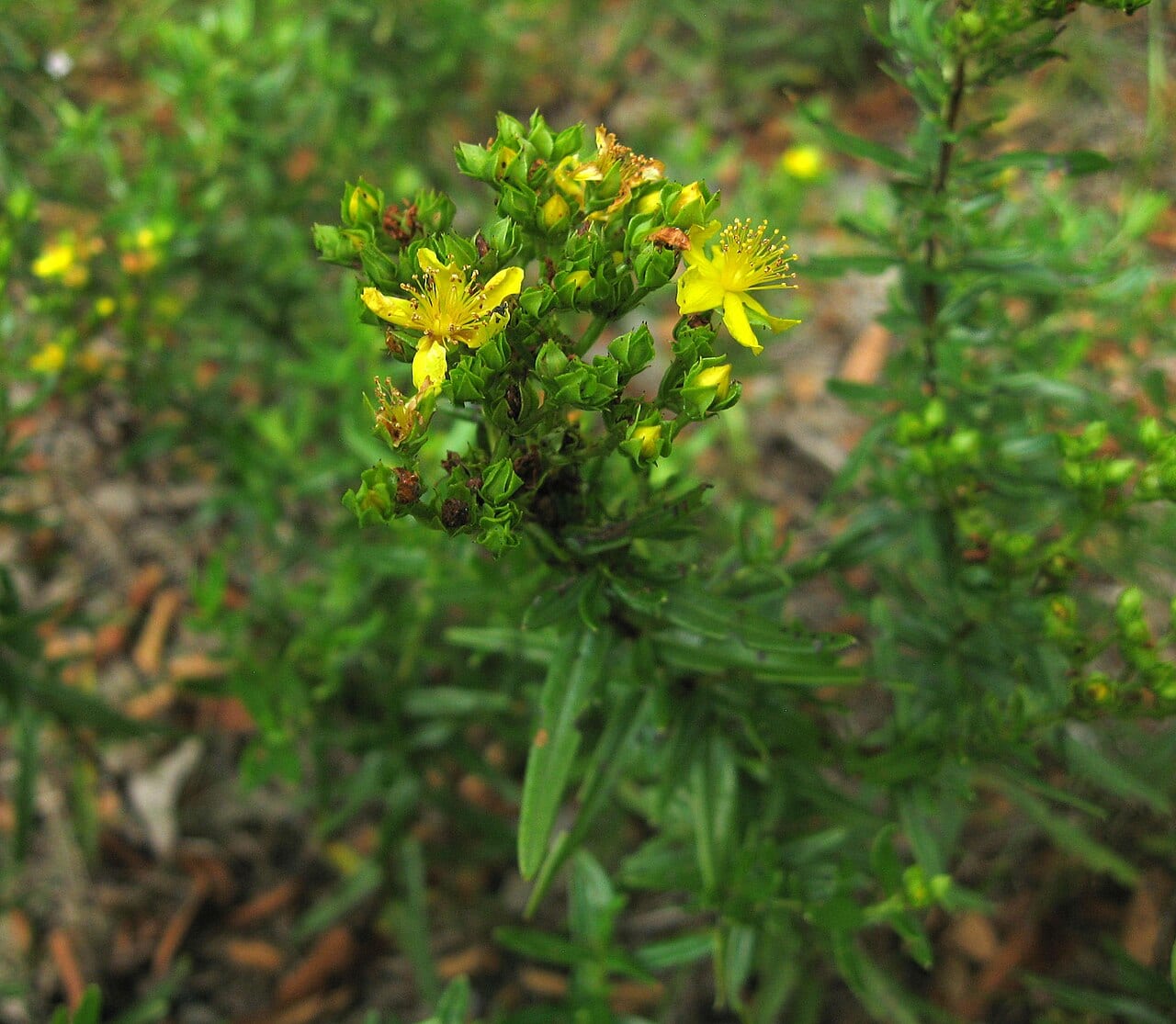 Roundseed st. john's-wort (Hypericum sphaerocarpum)