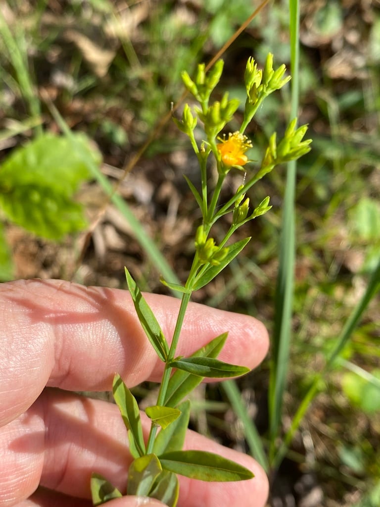 Sharp-leaf st. john's wort (Hypericum virgatum)