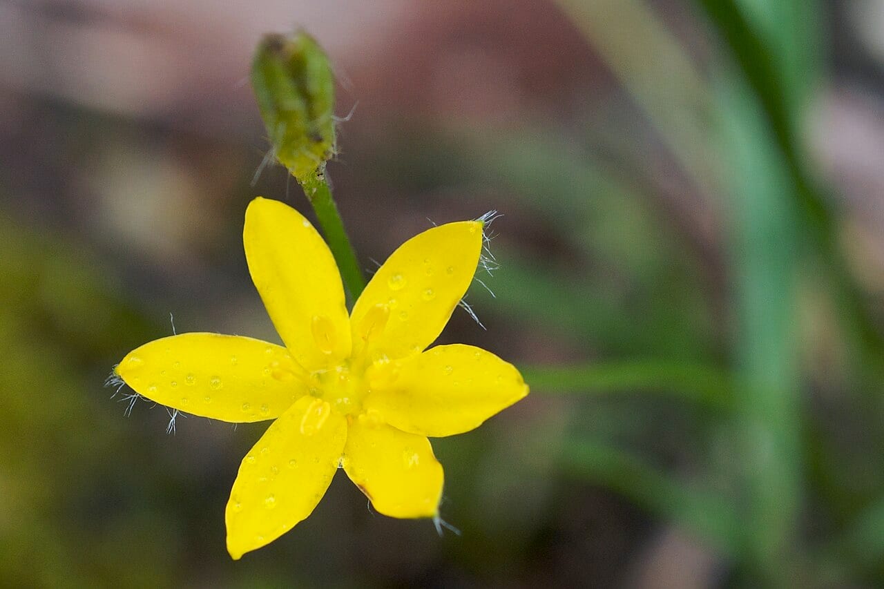 Common goldstar (Hypoxis hirsuta)