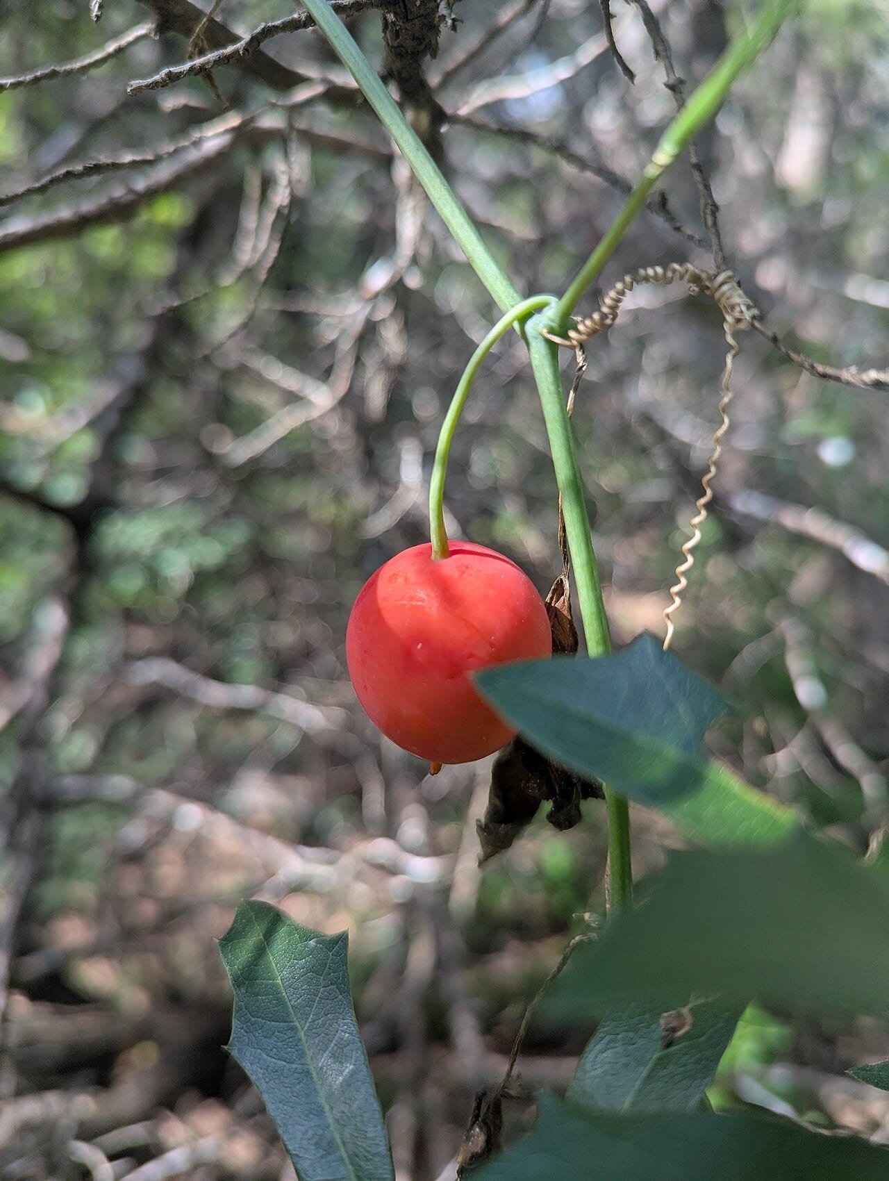 Balsam gourd (Ibervillea lindheimeri)