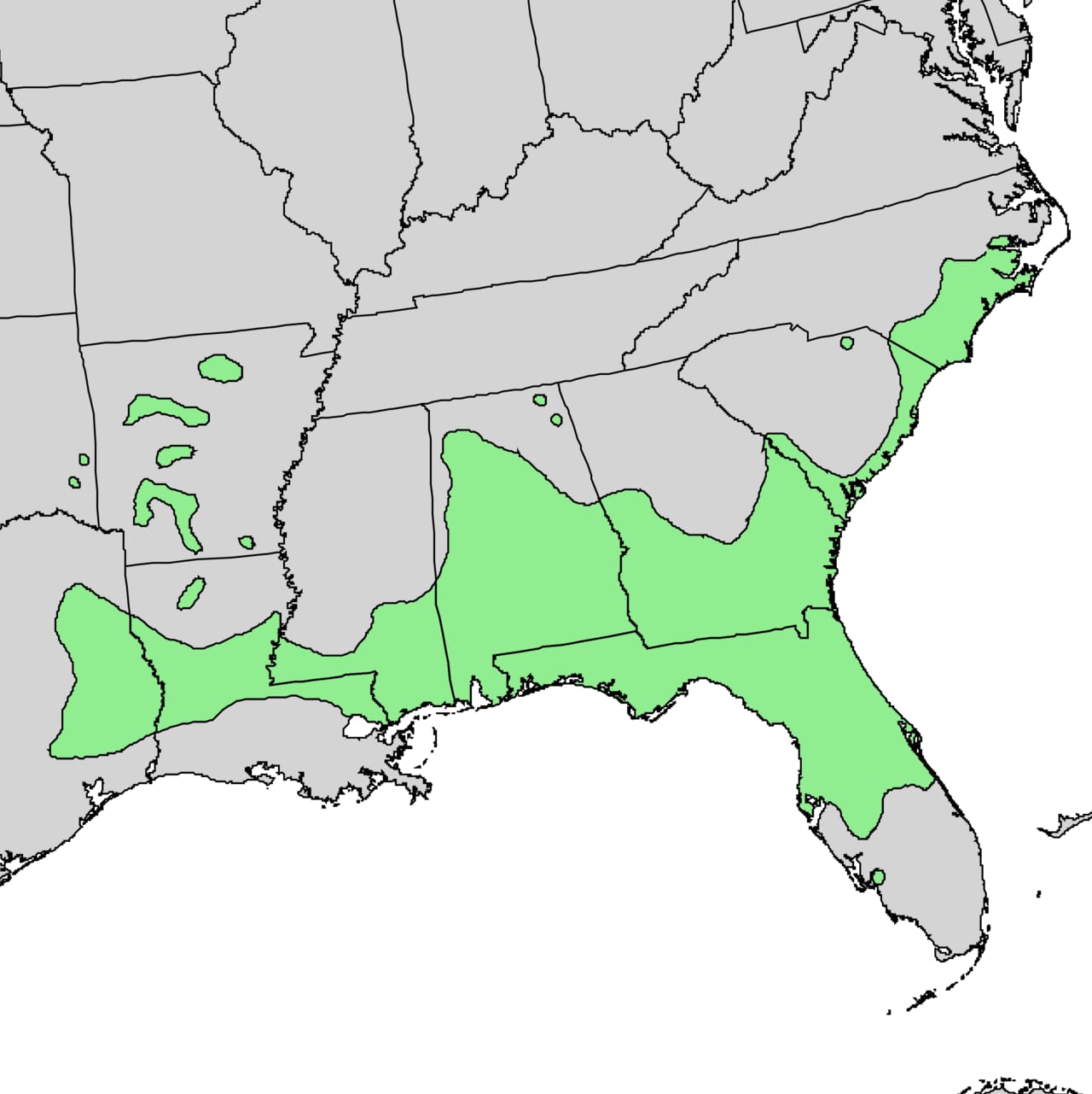 Carolina holly (Ilex ambigua)