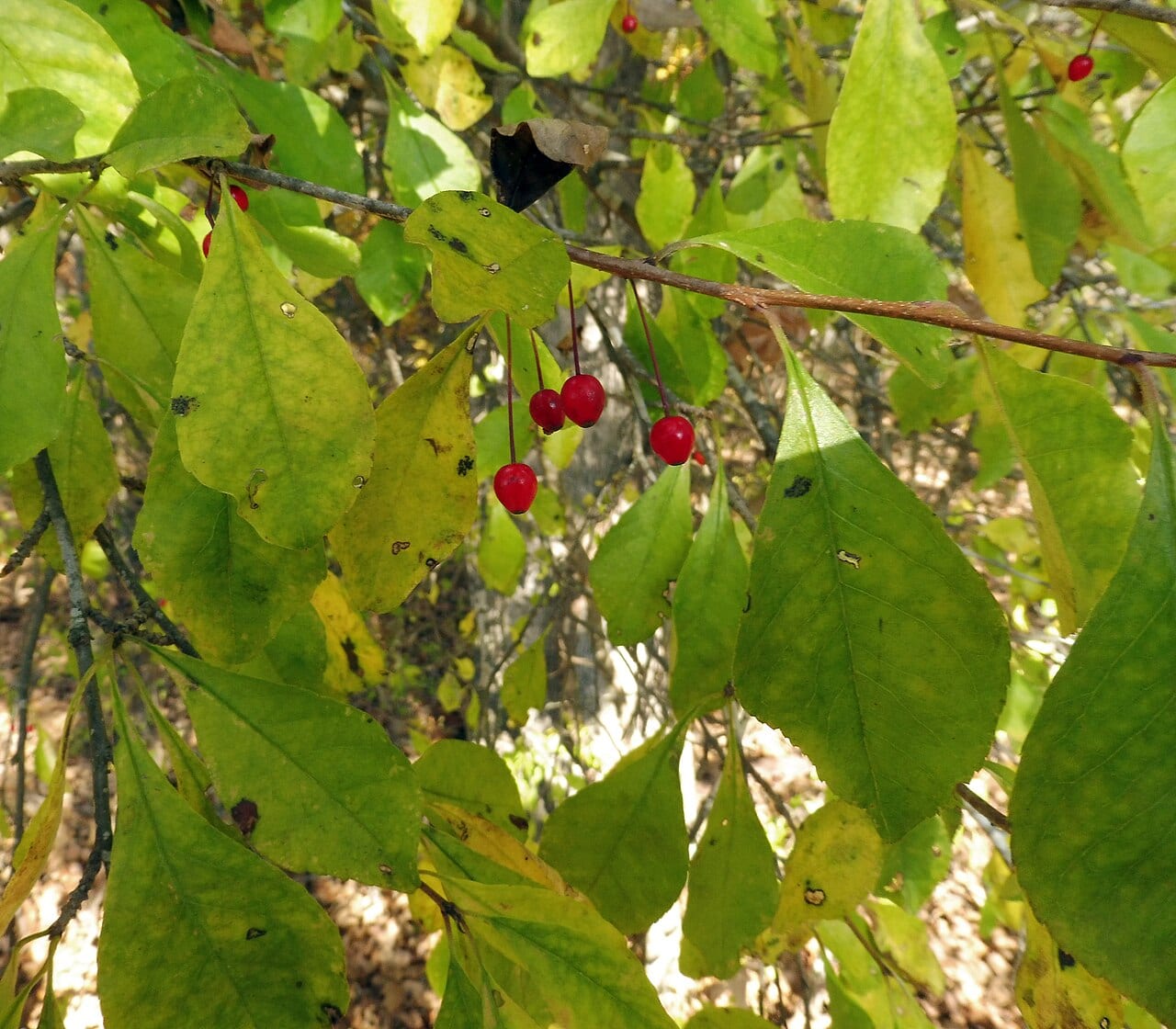 Chapman holly (Ilex longipes)