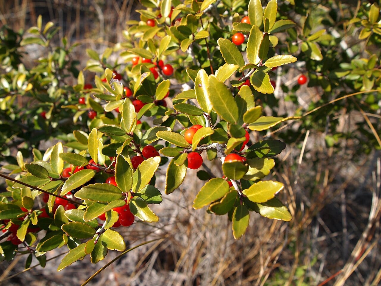 Yaupon (Ilex vomitoria)