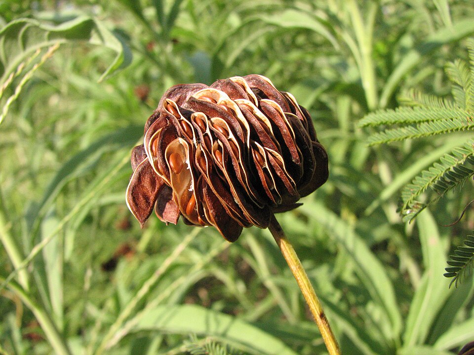 Illinois Bundleflower (Desmanthus illinoensis) with spherical white flower heads and fern-like foliage