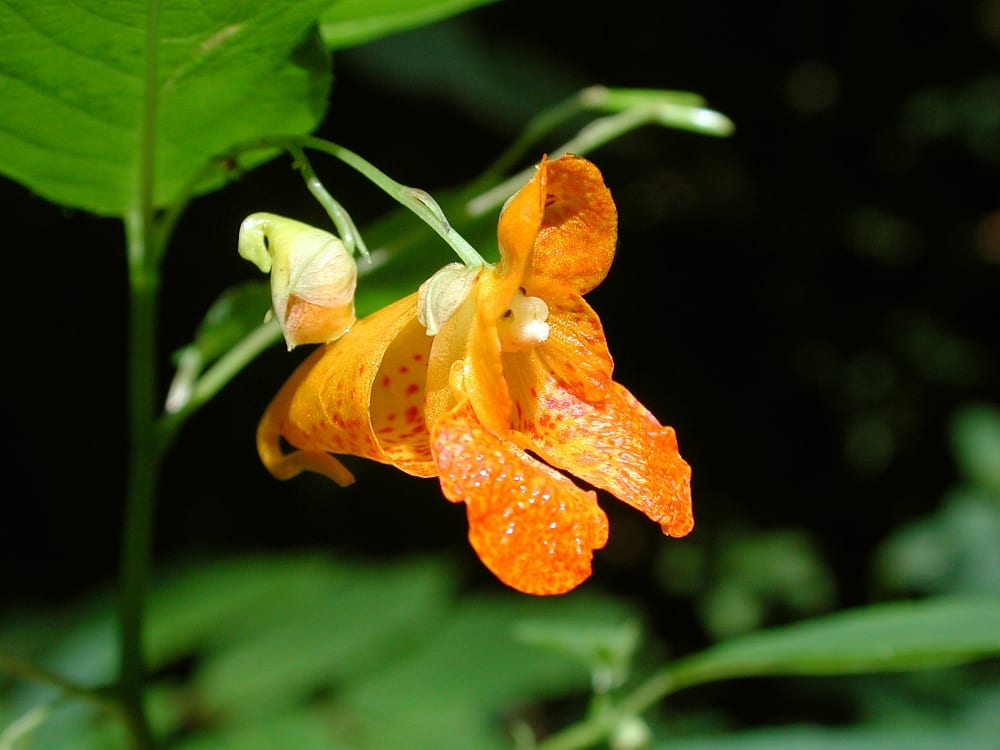 Jewelweed (Impatiens capensis)