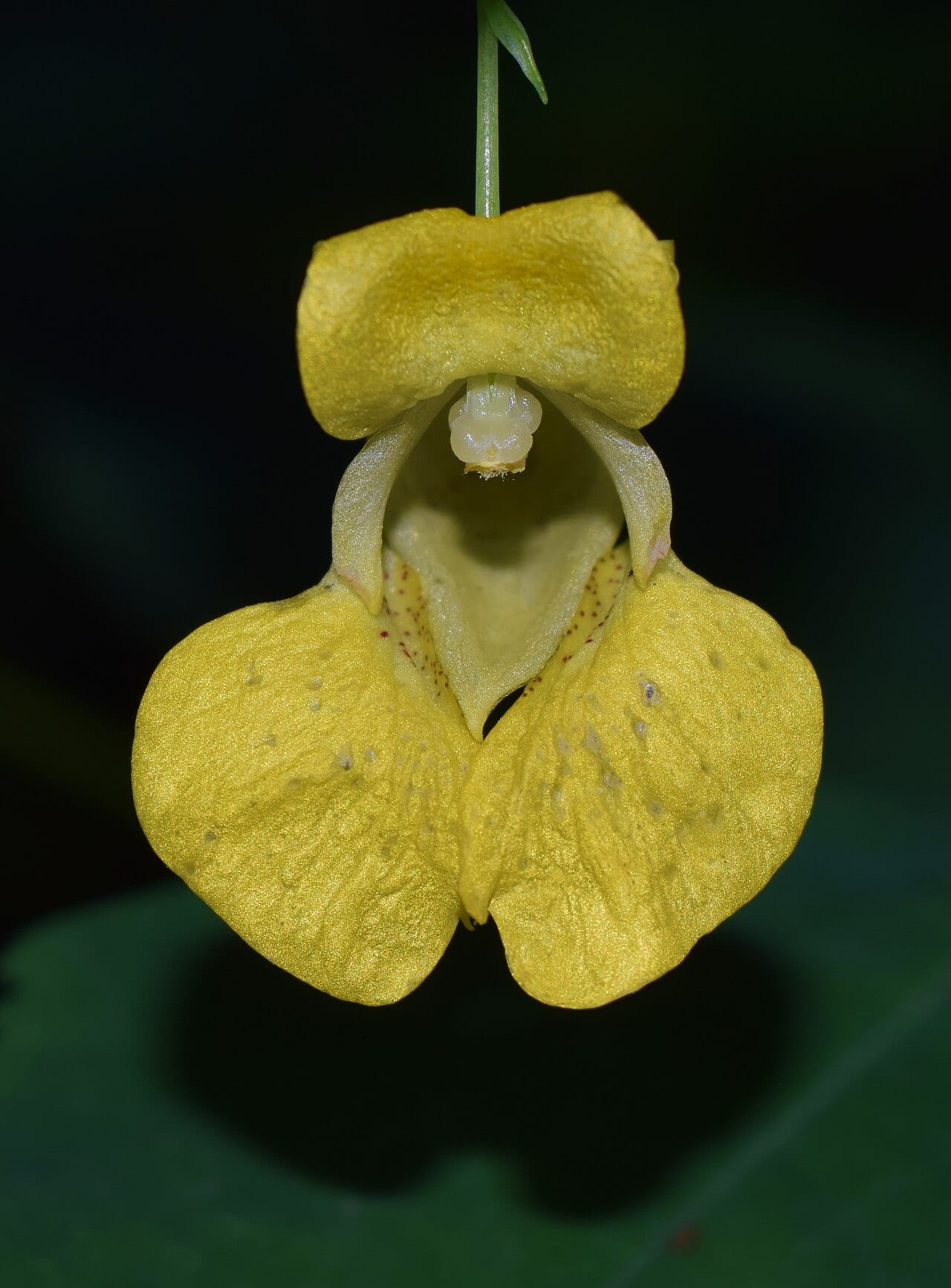 Pale touch-me-not (Impatiens pallida)