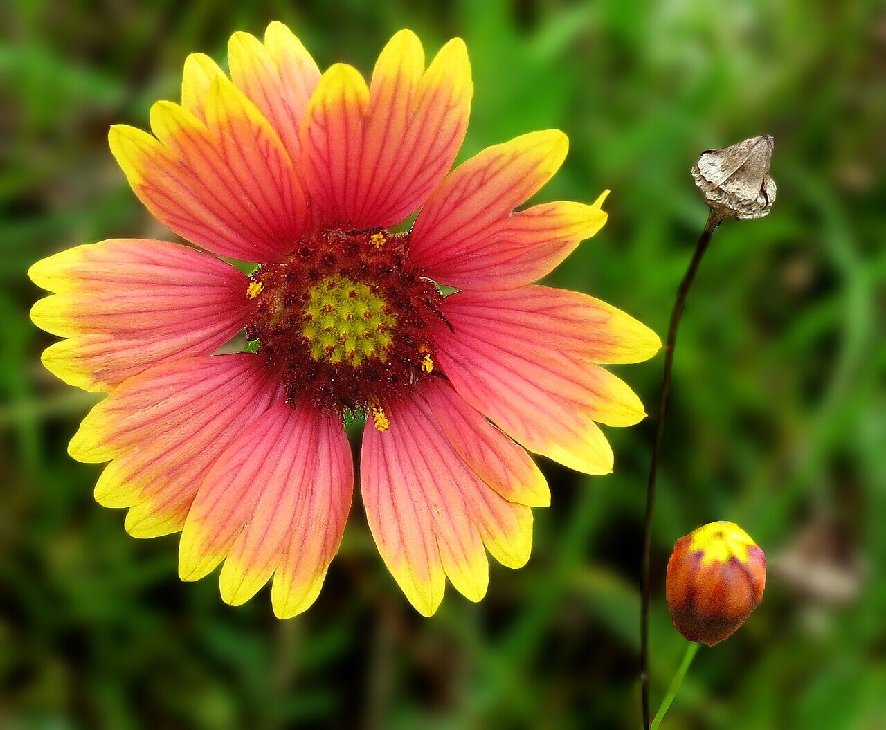 Indian Blanket (Gaillardia pulchella) — close-up of the firewheel composite head with red-orange ray florets tipped yellow and a maroon disk