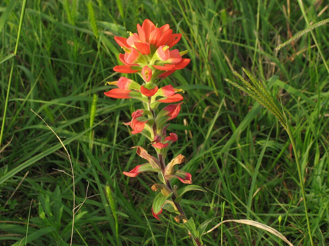Indian Paintbrush (Castilleja indivisa) — brilliant scarlet bracts in spring bloom