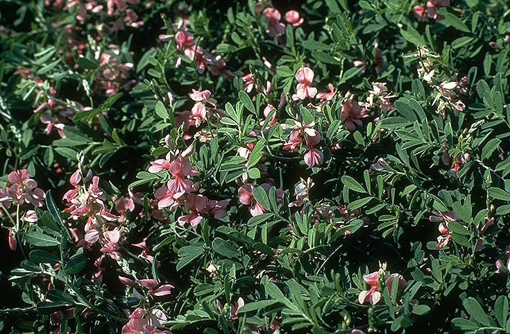 Scarlet pea (Indigofera miniata)