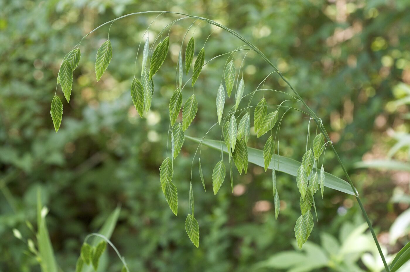 Inland Sea Oats (Chasmanthium latifolium) — flat dangling oat-like seedheads