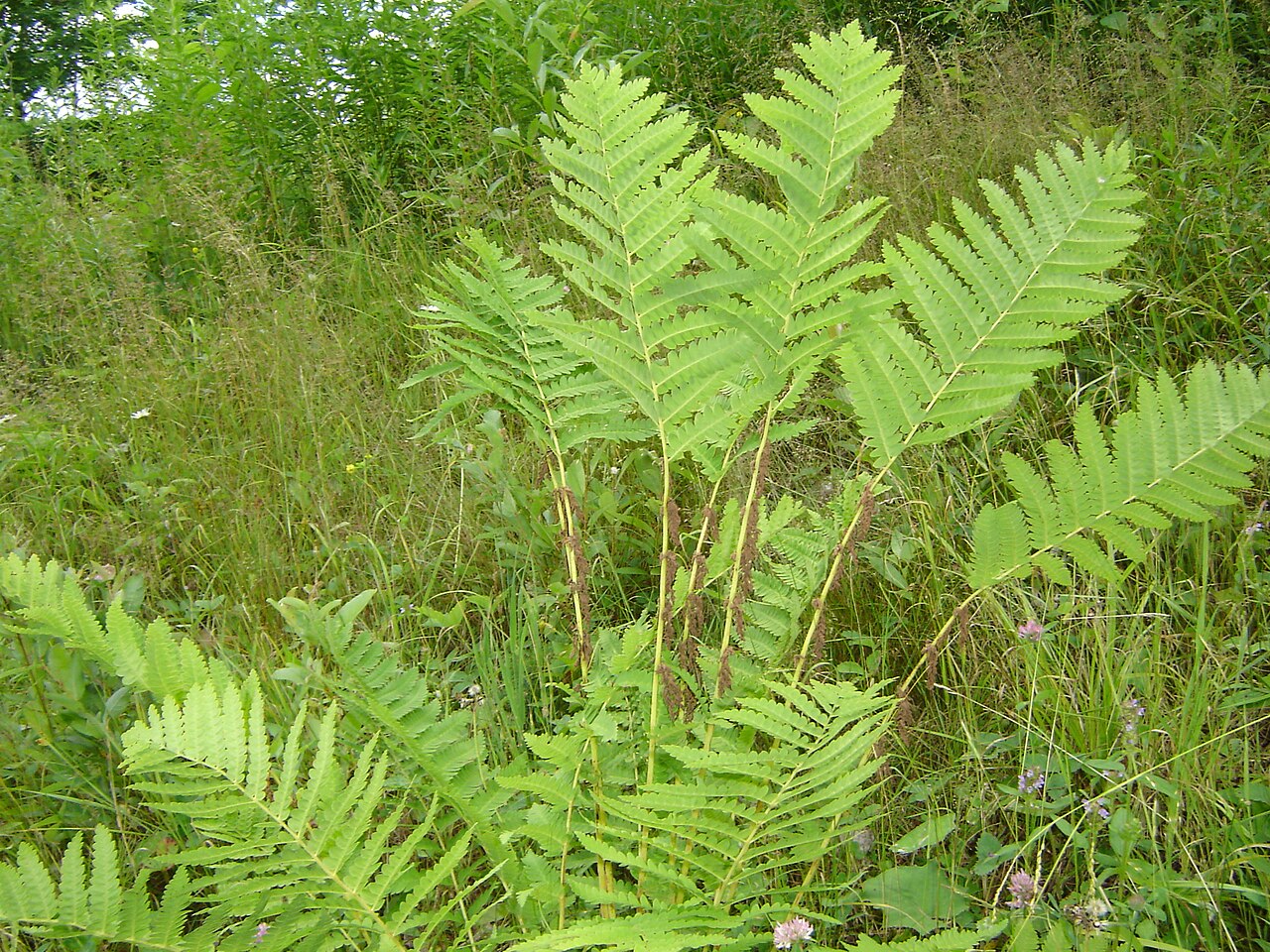 Interrupted Fern (Osmunda claytoniana) showing a tall frond with brown fertile pinnae interrupting the green sterile pinnae in the middle