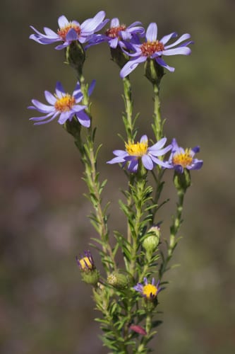 Flaxleaf whitetop aster (Ionactis linariifolius)