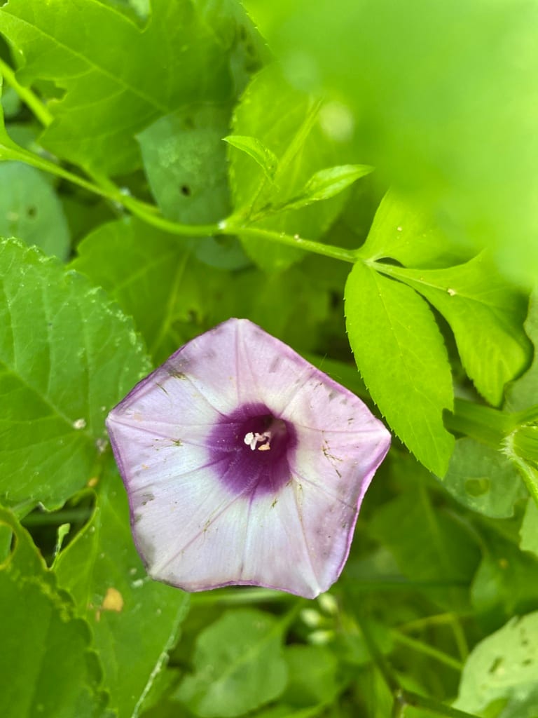 Tievine (Ipomoea cordatotriloba var. cordatotriloba)