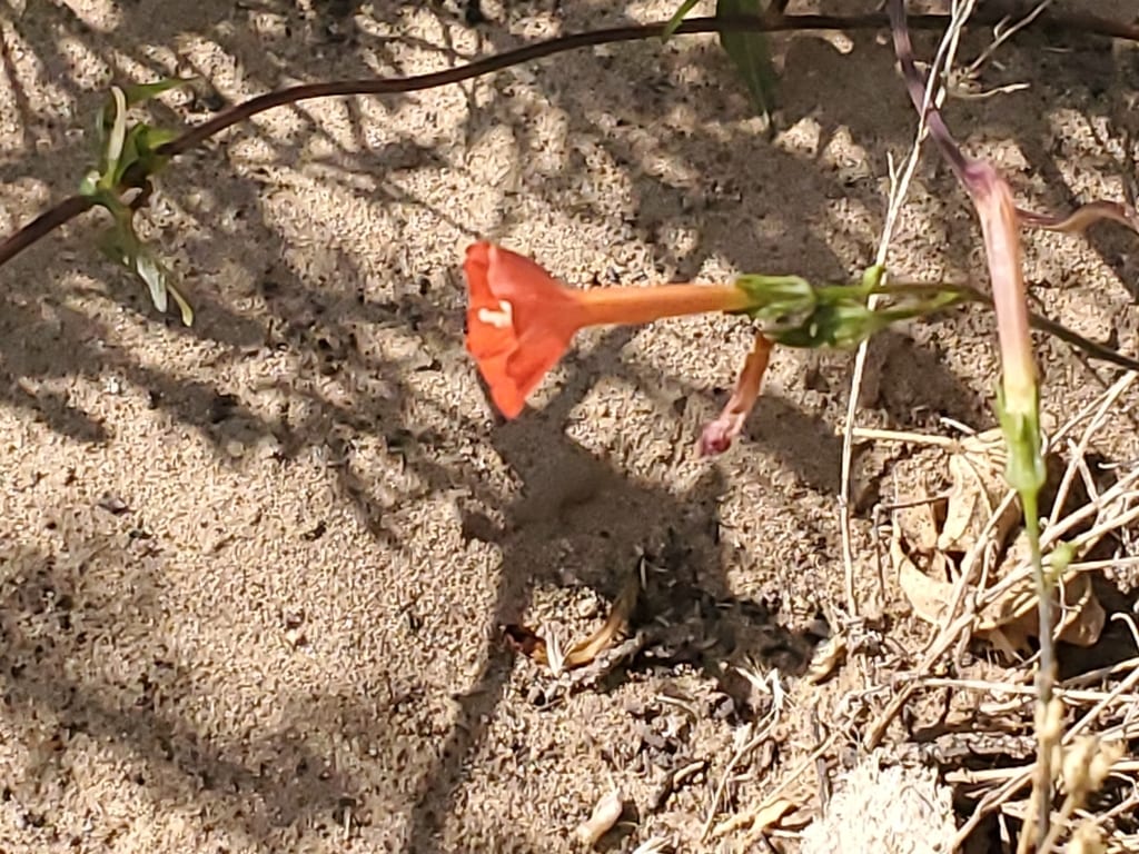 Transpecos morning-glory (Ipomoea cristulata)