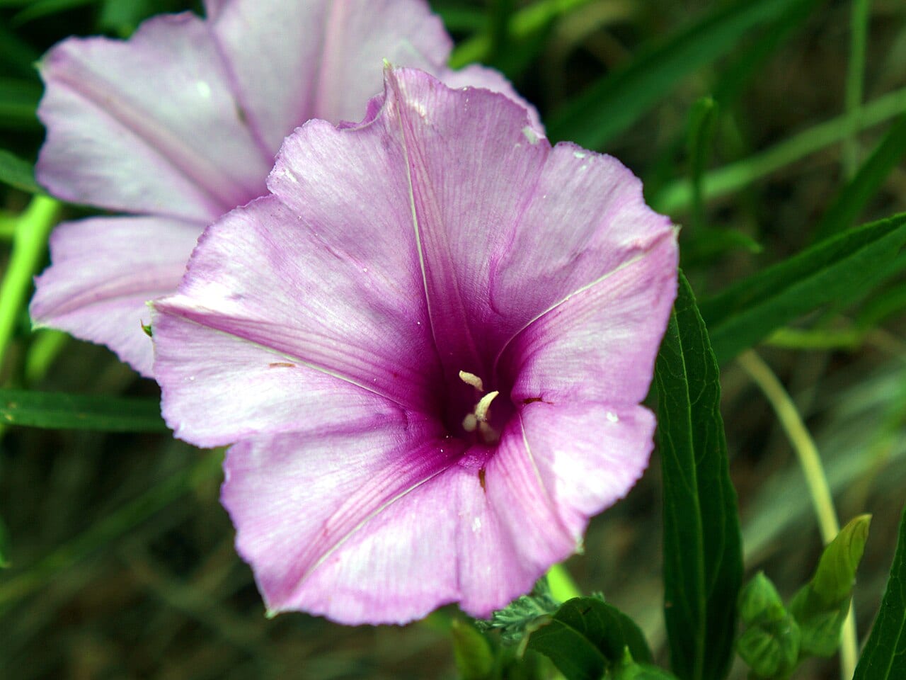 Bush morning-glory (Ipomoea leptophylla)