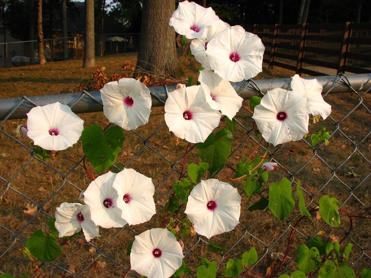 Man of the earth (Ipomoea pandurata)