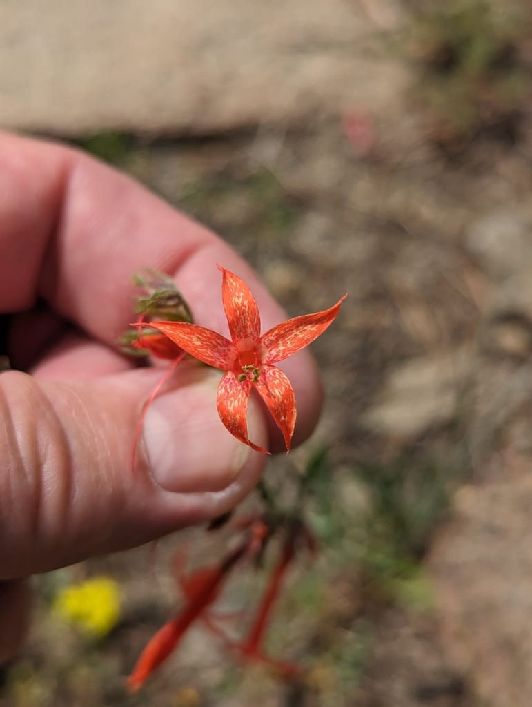 Scarlet gilia (Ipomopsis aggregata ssp. formosissima)