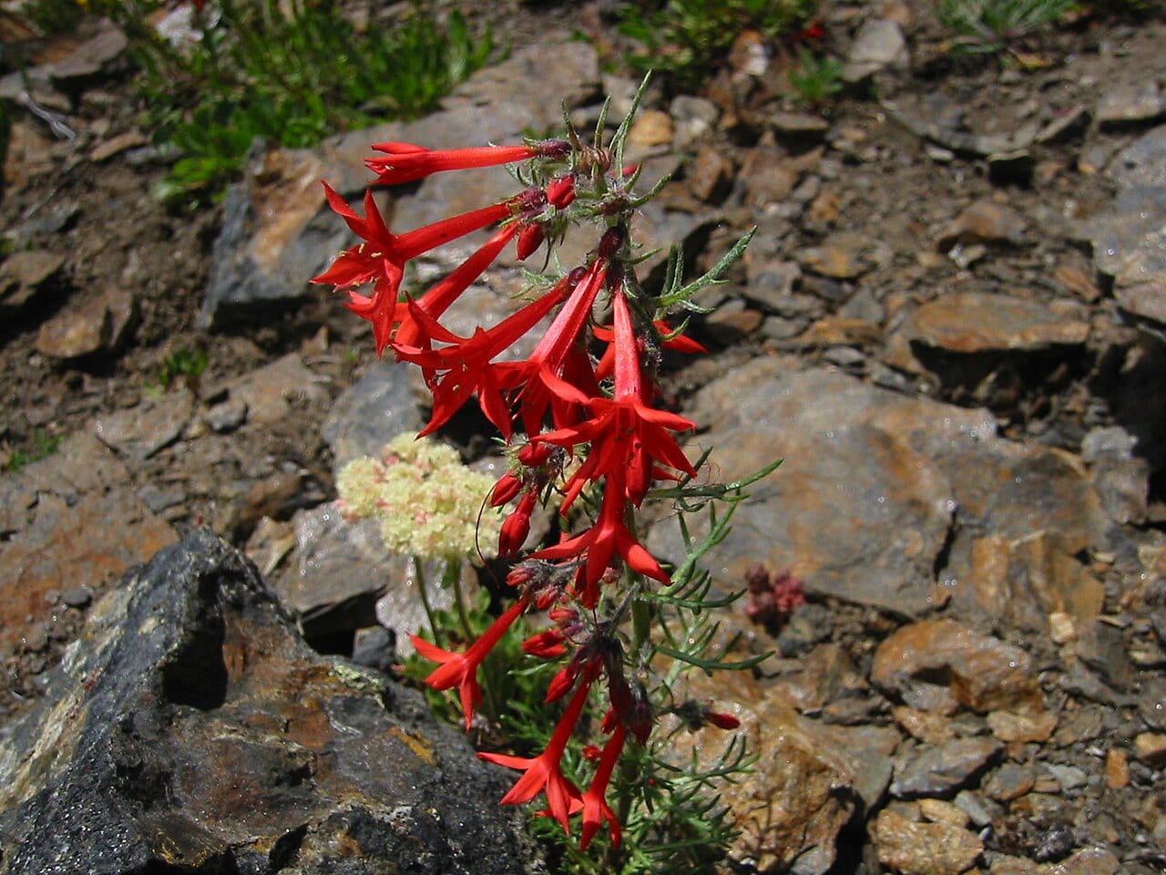 Scarlet gilia (Ipomopsis aggregata)