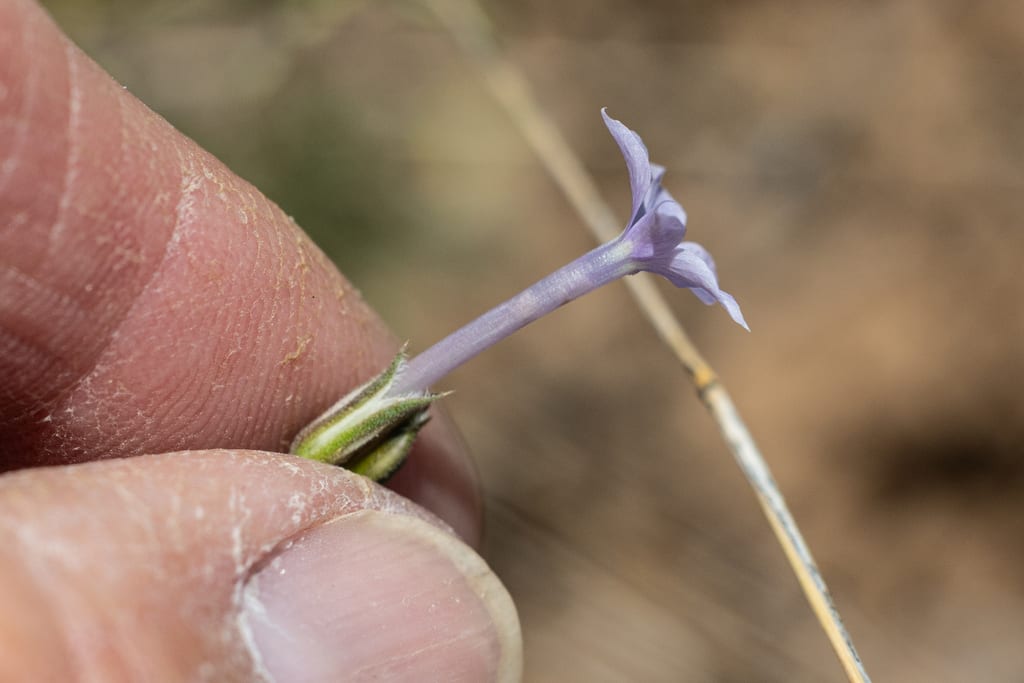 Iron ipomopsis (Ipomopsis laxiflora)