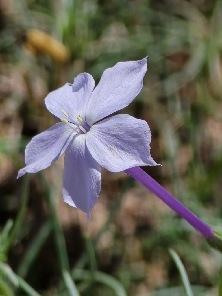 Flaxflowered ipomopsis (Ipomopsis longiflora ssp. longiflora)