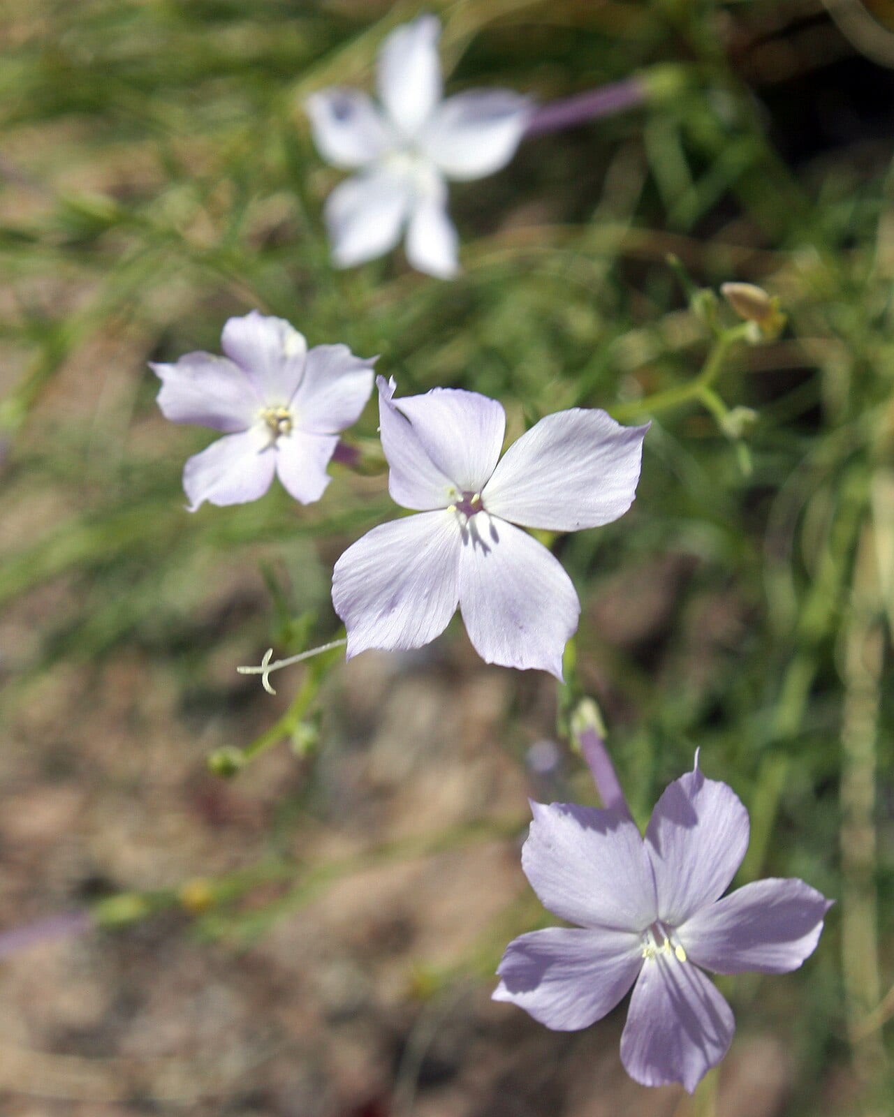 Flaxflowered ipomopsis (Ipomopsis longiflora)