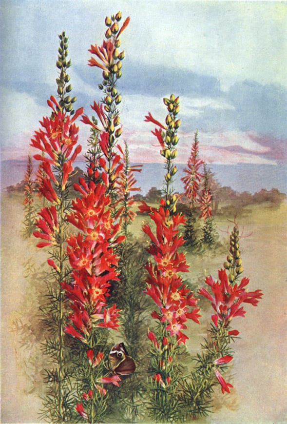 Standing cypress (Ipomopsis rubra)