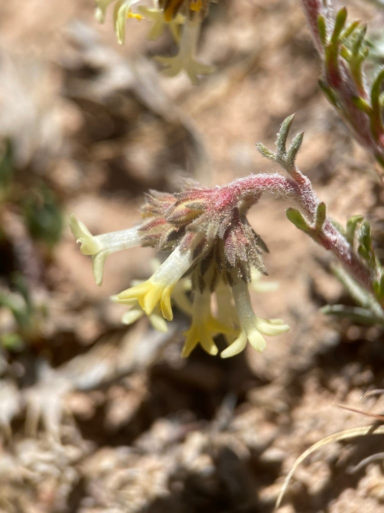 Spiked ipomopsis (Ipomopsis spicata ssp. spicata)