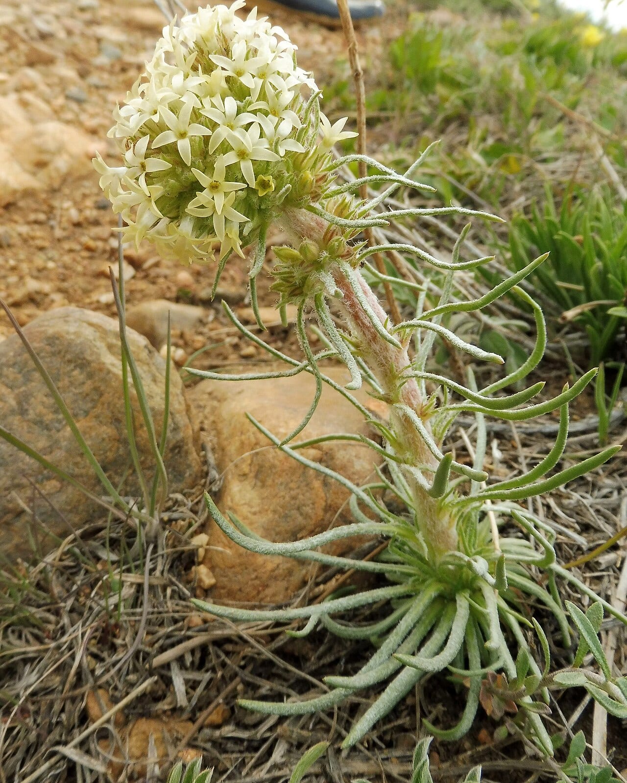 Spiked ipomopsis (Ipomopsis spicata)