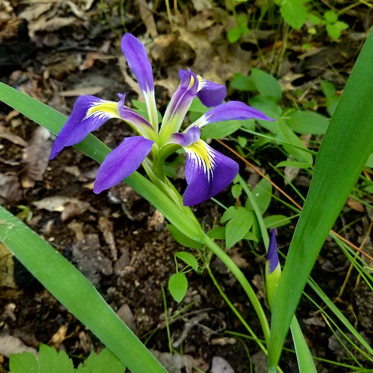 Zigzag iris (Iris brevicaulis)